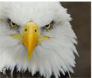 Eagle an Illinois Truck Driving School
