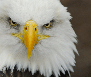 Eagle an Illinois Truck Driving School